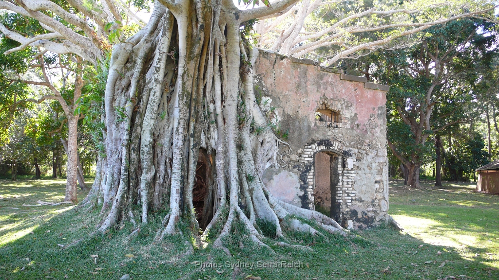 Plum  Maison en ruine dans les bras du banian.JPG - Plum. Maison en ruine dans les bras du banian. Août 2014